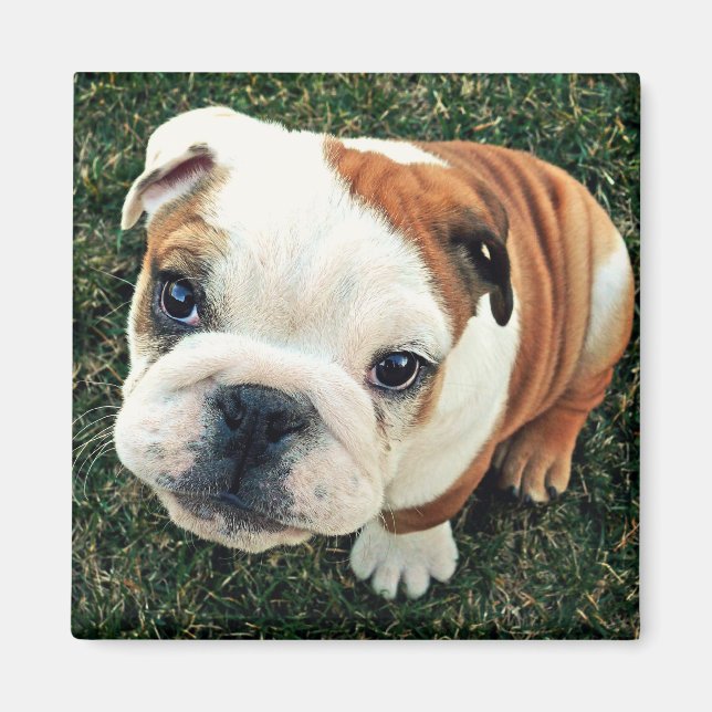 Bulldog Puppy Magnet (Vorne)