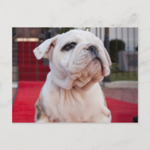 Bulldog Puppy Postkarte