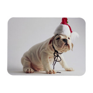 Bulldog Puppy Wear Weihnachtsmannmütze Magnet