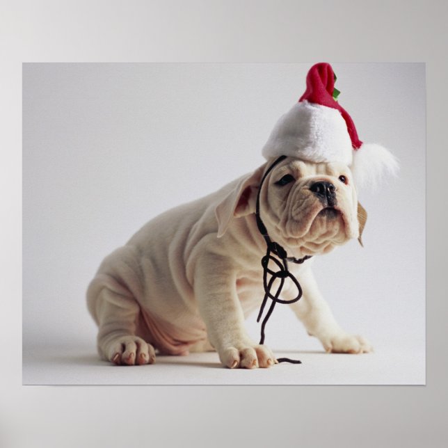 Bulldog Puppy Wear Weihnachtsmannmütze Poster (Vorne)