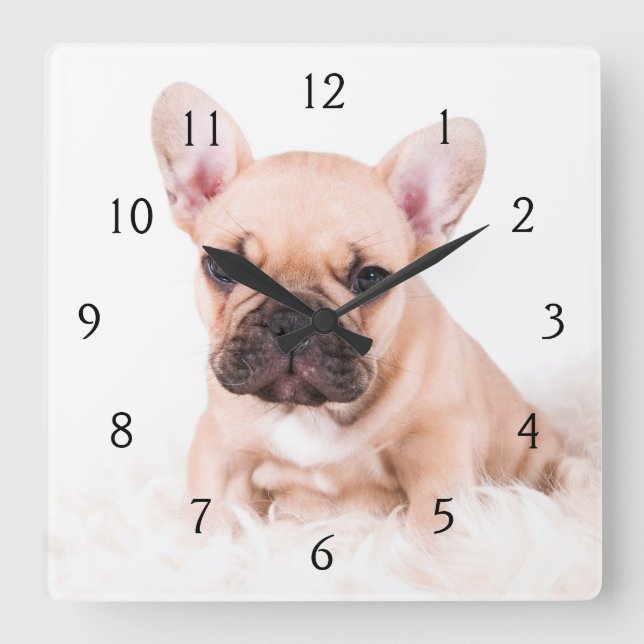 Bulldog Quadratische Wanduhr (Vorderseite)
