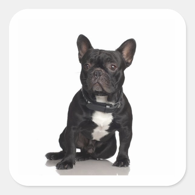 Bulldog Quadratischer Aufkleber (Vorderseite)