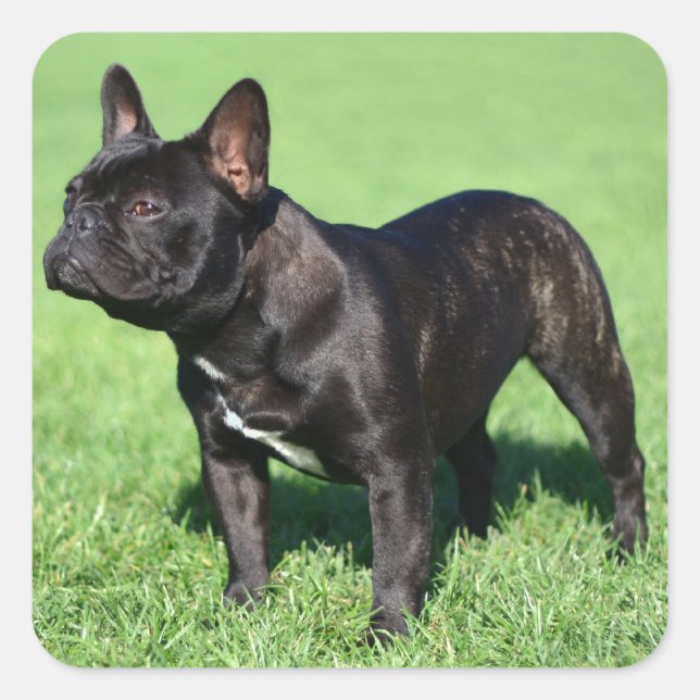 Bulldog Quadratischer Aufkleber (Vorderseite)