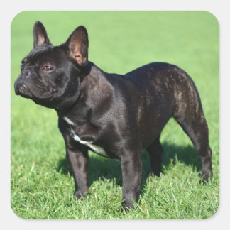 Bulldog Quadratischer Aufkleber