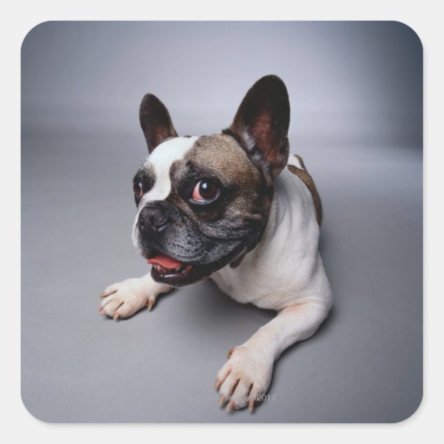 Bulldog Quadratischer Aufkleber (Vorderseite)