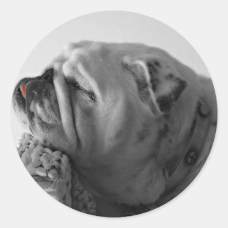 Bulldog Runder Aufkleber