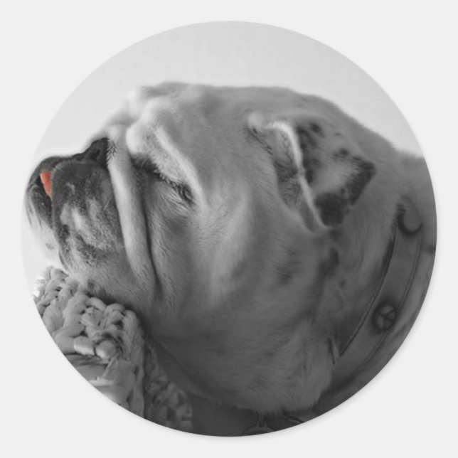 Bulldog Runder Aufkleber (Vorderseite)