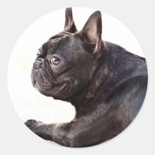 Bulldog Runder Aufkleber