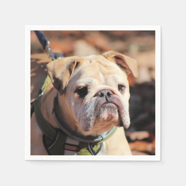 Bulldog Serviette (Vorderseite)