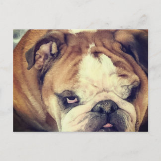 bulldog stink eye postkarte
