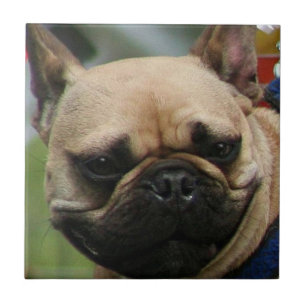Bulldog-Tal Fliese