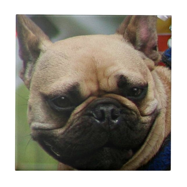 Bulldog-Tal Fliese (Vorderseite)