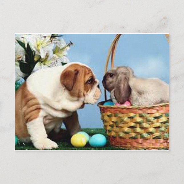 Bulldog und Rabbit Postkarte (Vorderseite)