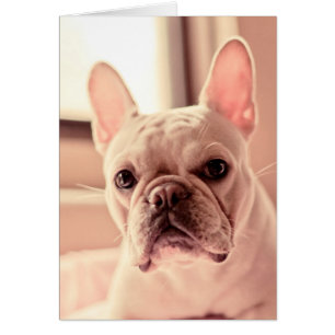 Bulldog Welpe