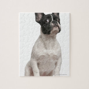 Bulldog Welpe (5 Monate alt)