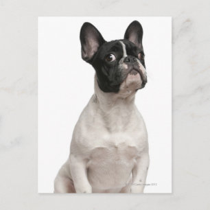 Bulldog Welpe (5 Monate alt) Postkarte