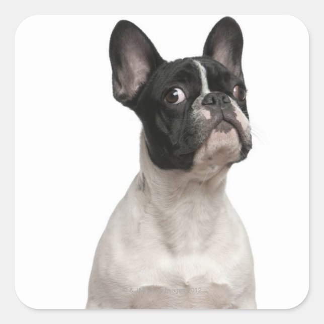Bulldog Welpe (5 Monate alt) Quadratischer Aufkleber (Vorderseite)