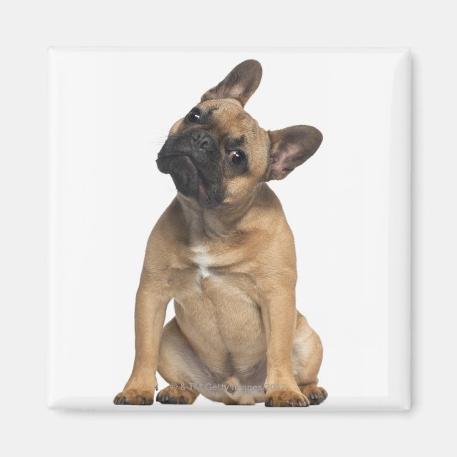 Bulldog Welpe (7 Monate alt) Magnet (Vorne)