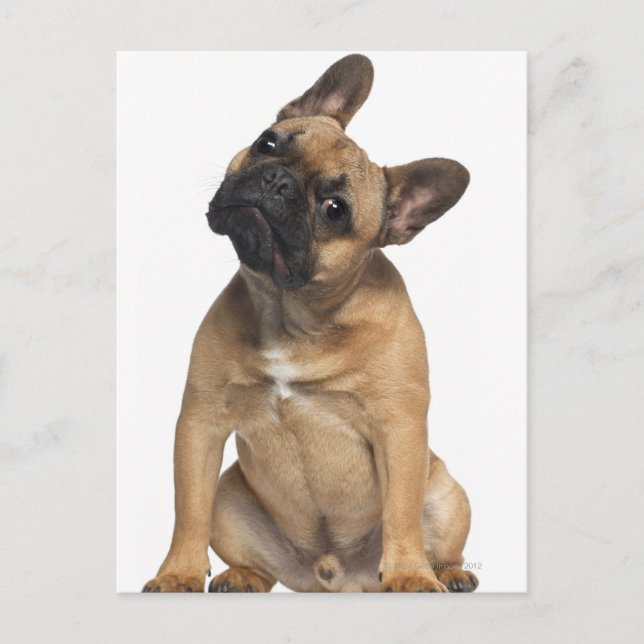 Bulldog Welpe (7 Monate alt) Postkarte (Vorderseite)