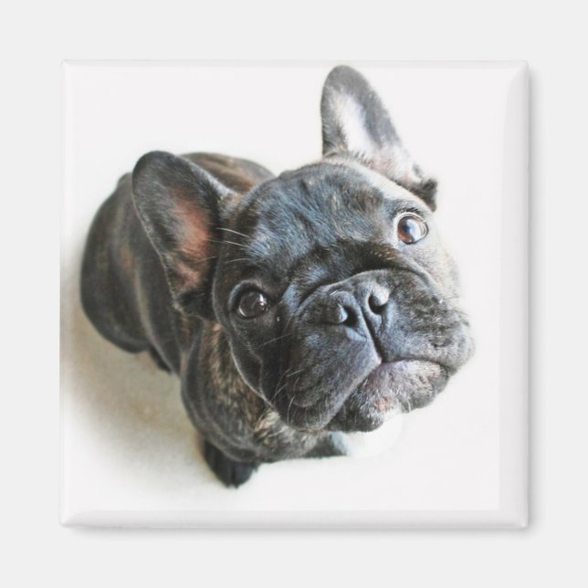 Bulldog Welpe Magnet (Vorne)