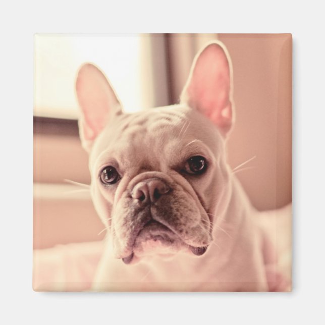 Bulldog Welpe Magnet (Vorne)