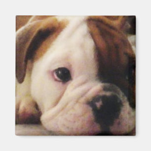 Bulldog Welpe Magnet