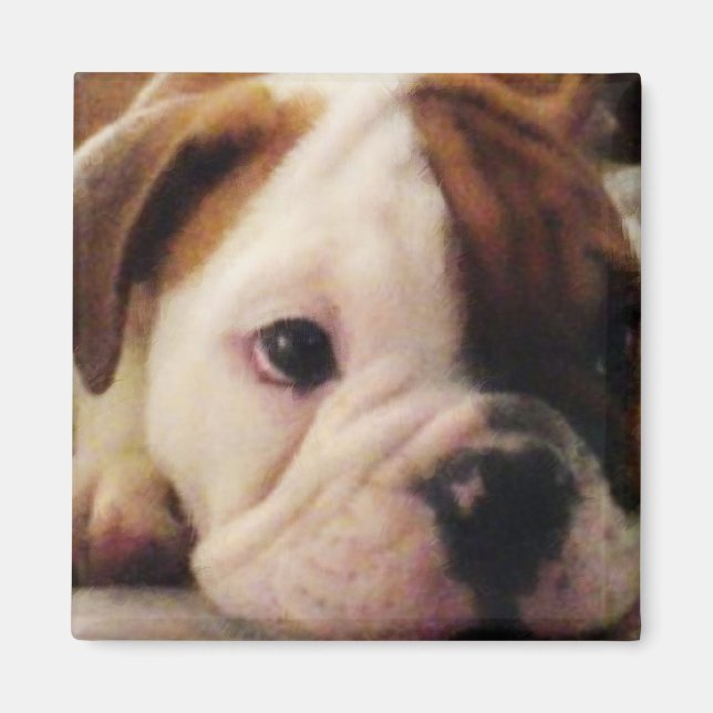 Bulldog Welpe Magnet (Vorne)