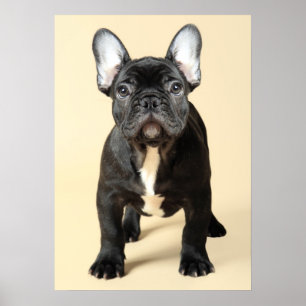 Bulldog Welpe Poster