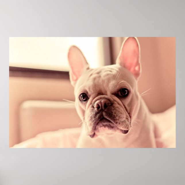 Bulldog Welpe Poster (Vorne)