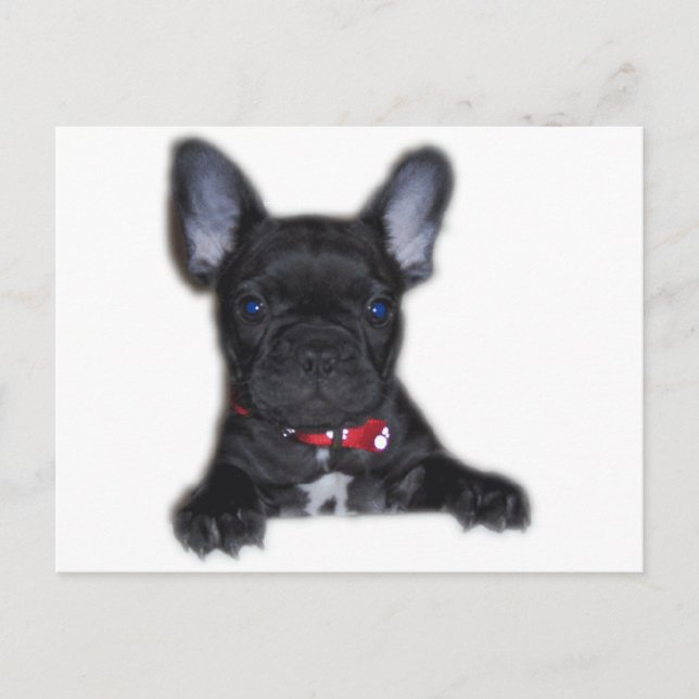 Bulldog Welpe Postkarte (Vorderseite)