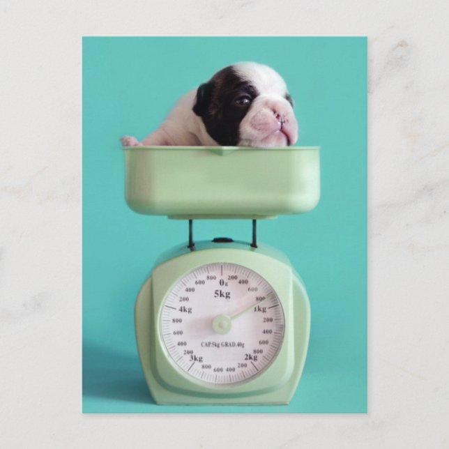 Bulldog Welpe Postkarte (Vorderseite)
