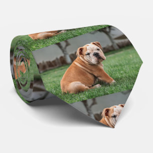 Bulldog-Welpe rot und weiß Krawatte