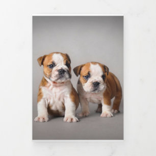 Bulldog-Welpen  Coupe Niedlich Bulldog Dreifach Gefaltete Ankündigung