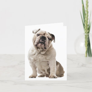 Bulldog Welpen Hundeliebe, Hallo Ich denke an Dich Karte
