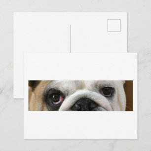 Bulldogg-Augen Postkarte