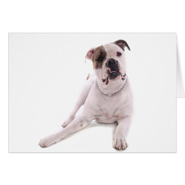 Bulldogge (Vorderseite (Horizontal))