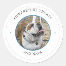 Bulldogge angetrieben von Leckerlis und Nickerchen