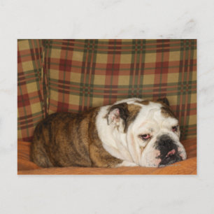 Bulldogge auf einem Sofa Postkarte