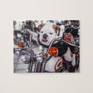 Bulldogge auf Motorrad