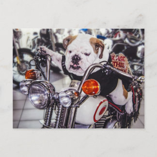 Bulldogge auf Motorrad Postkarte