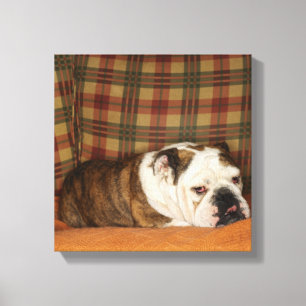 Bulldogge, die auf einem Sofa liegt Leinwanddruck