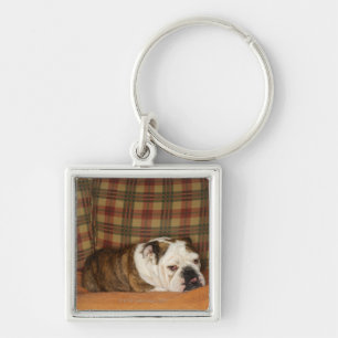Bulldogge, die auf einem Sofa liegt Schlüsselanhänger