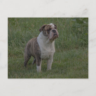 Bulldogge Fawn gestromt und Weiß im Gras stehend Postkarte