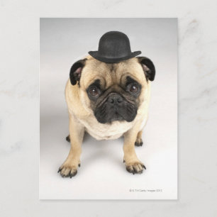 Bulldogge mit Bowler, Studioaufnahme Postkarte