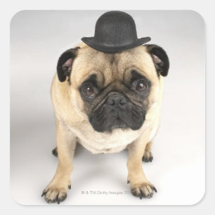 Bulldogge mit Bowler, Studioaufnahme Quadratischer Aufkleber
