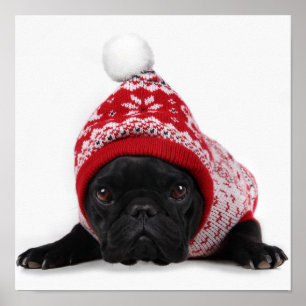 Bulldogge mit mit Kapuze Strickjacke Poster