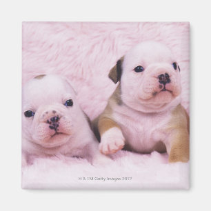 Bulldogge; nannte häufig die englische Bulldogge. Magnet