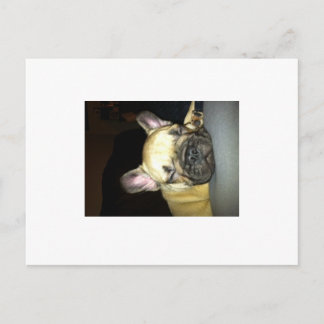 Bulldogge Postkarte
