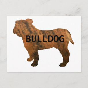 Bulldogge Postkarte