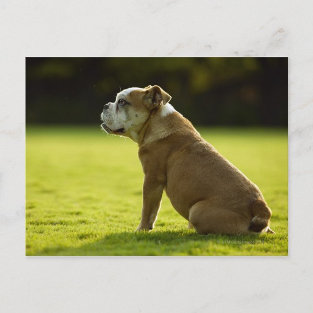 Bulldogge Postkarte (Vorderseite)